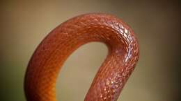 Image of Pine Woods Littersnake