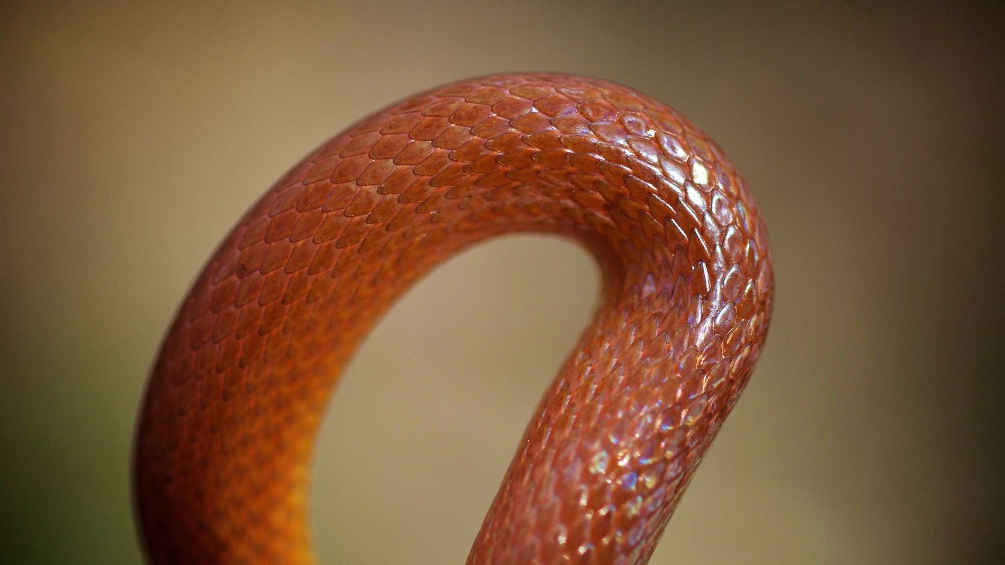 Image of Pine Woods Littersnake