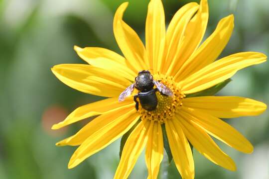 Plancia ëd Xylocopa lateralis Say 1837