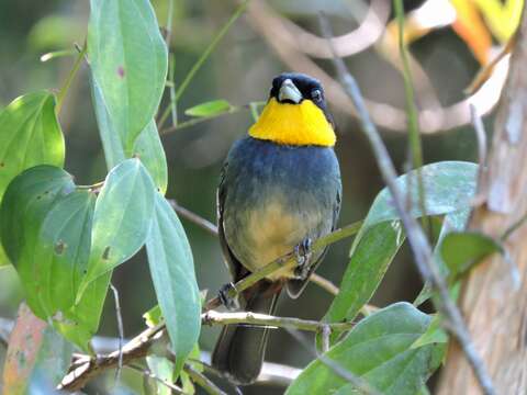 Image of Purplish-mantled Tanager