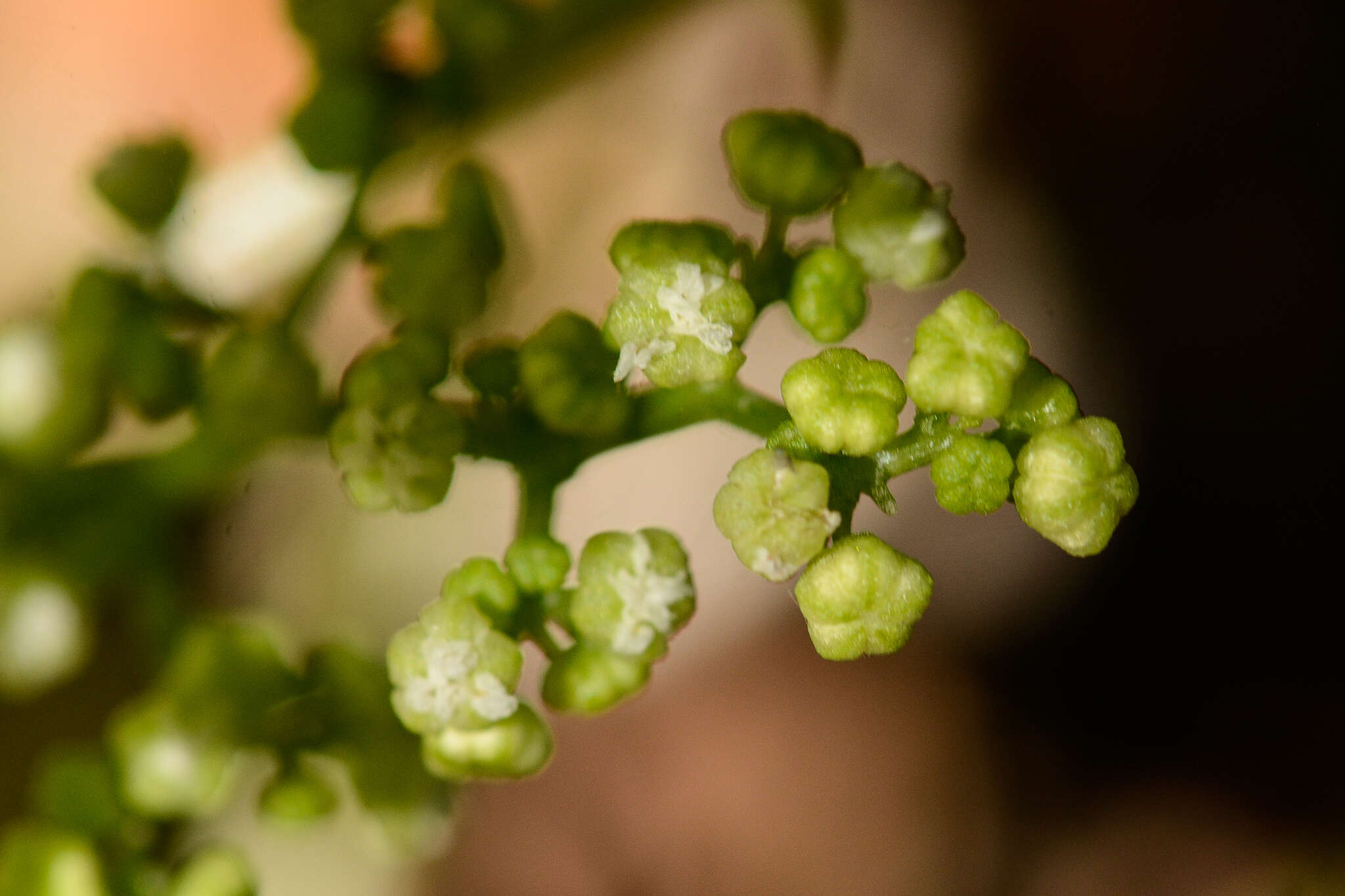 Image of Laportea grossa (E. Mey. ex Wedd.) Chew