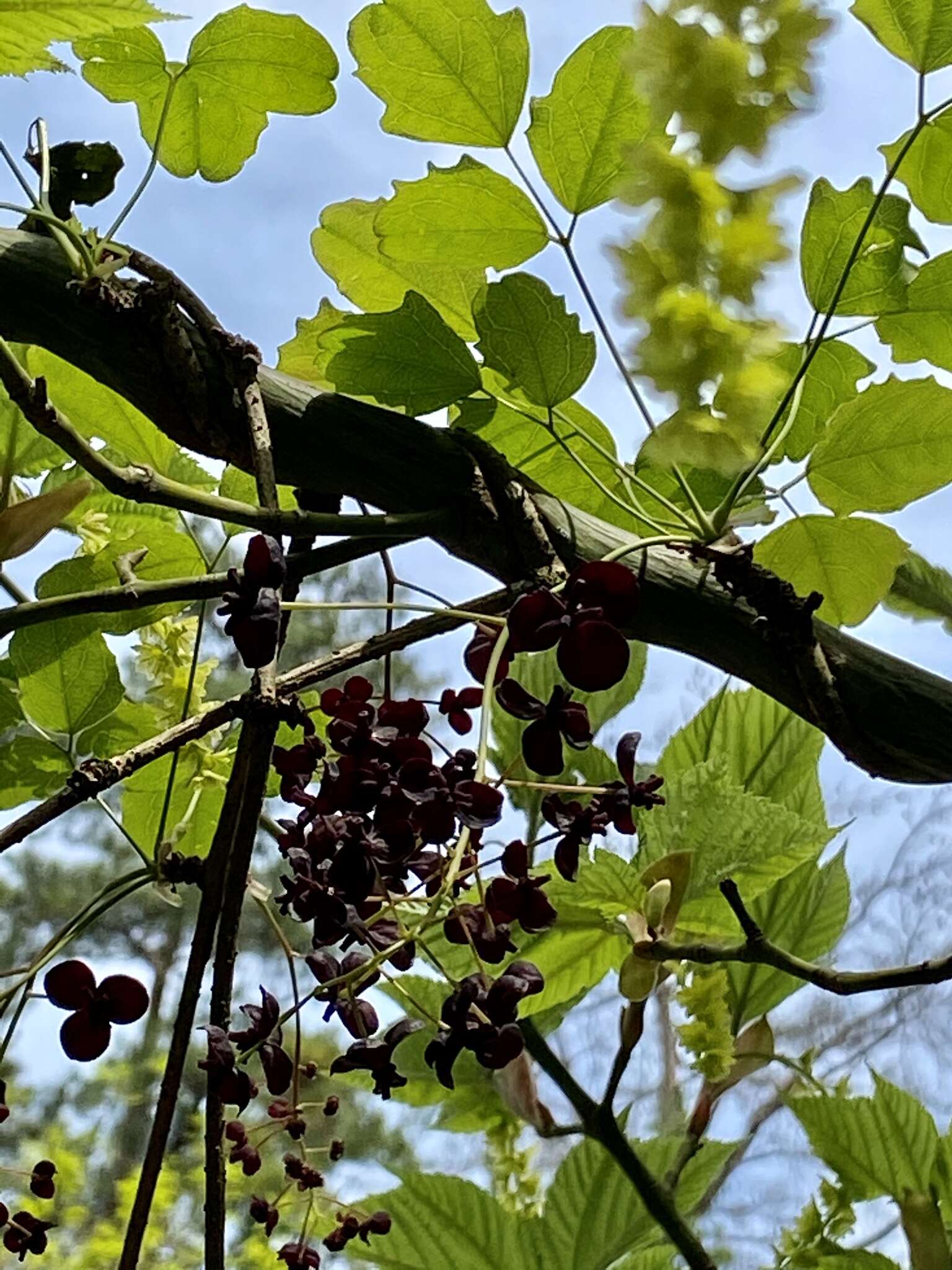 Imagem de Akebia trifoliata (Thunb.) Koidz.