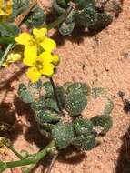 Image de Draba zionensis C. L. Hitchc.