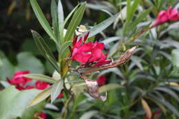 Image of Oleander