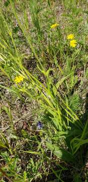 Image of narrowleaf arnica