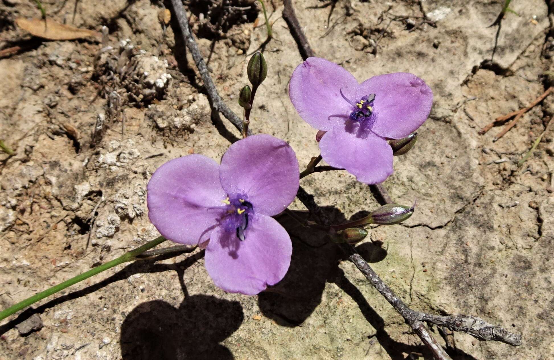 Image of Blue Murdannia