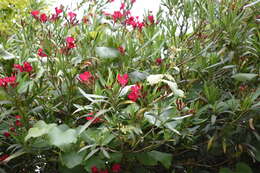 Image of Oleander