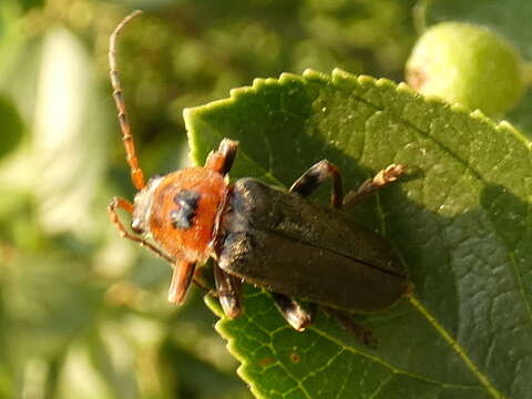 Image of <i>Cantharis annularis</i>