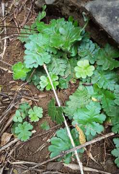 Image de Doryopteris pilosa (Poir.) Kuhn