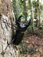 Image of Rhinoceros beetle