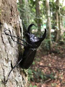 Image de Chalcosoma moellenkampi Kolbe 1900