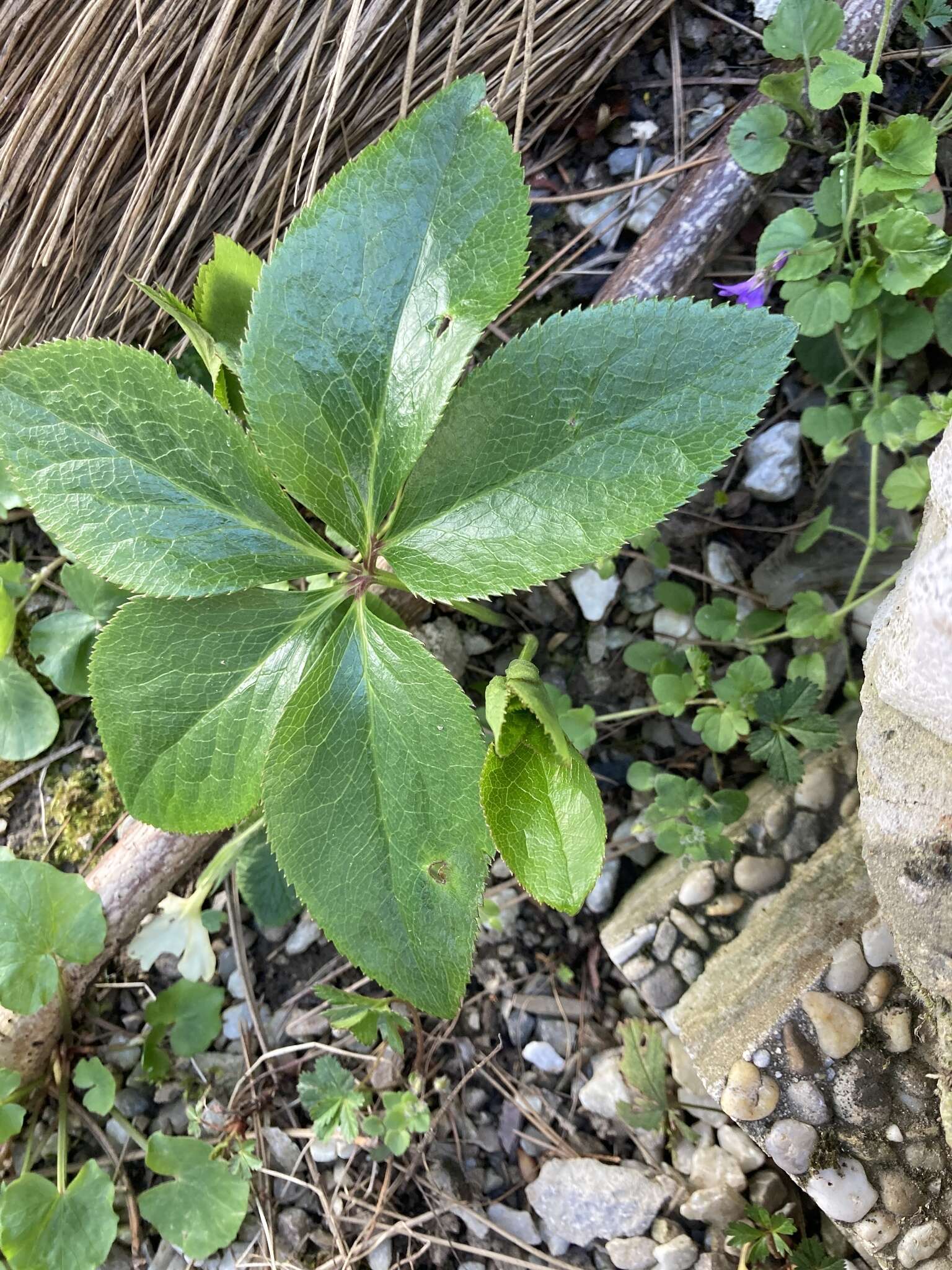 Image of Helleborus × hybridus H. Vilm.