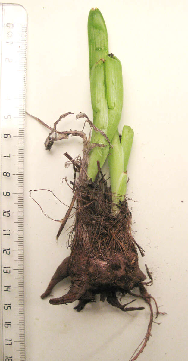 Image of Bulbine succulenta Compton