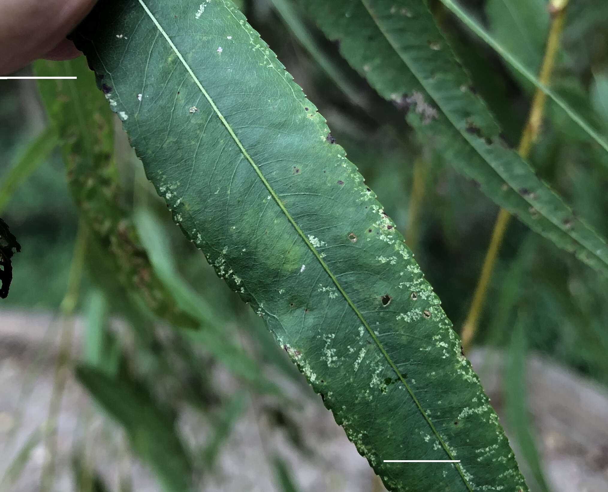 Image of Aspen blotch leaf miner