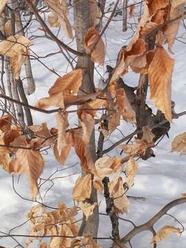 Image de Hêtre à grandes feuilles