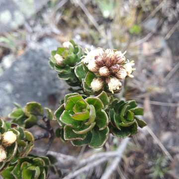 Imagem de Baccharis tricuneata (L. fil.) Pers.