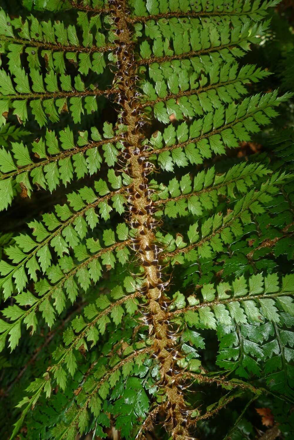 Sivun Polystichum vestitum (G. Forst.) C. Presl kuva