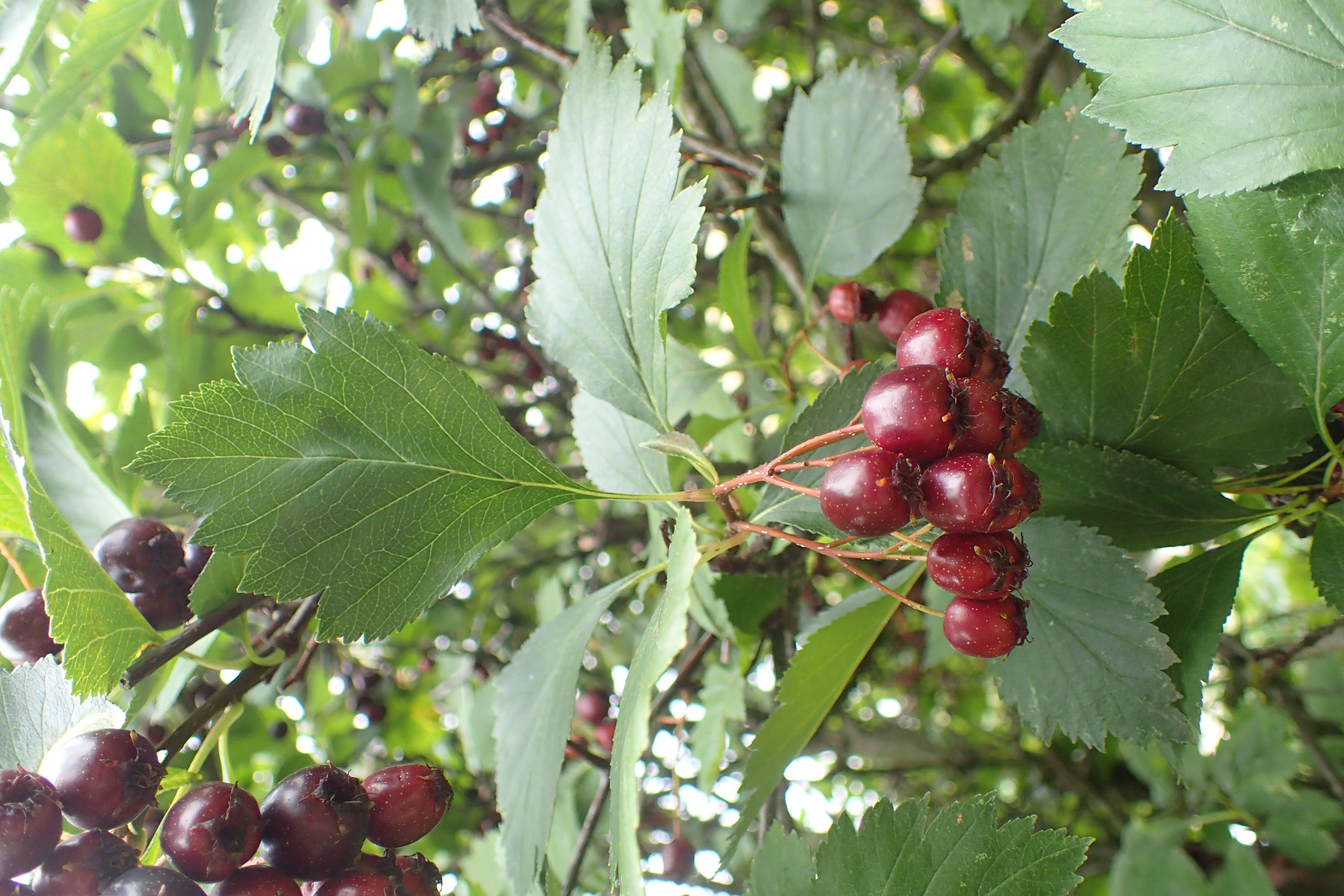 Image of black hawthorn