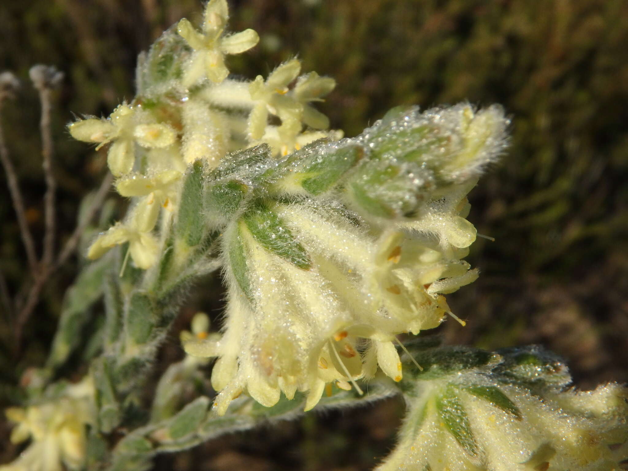 صورة Pimelea octophylla R. Br.