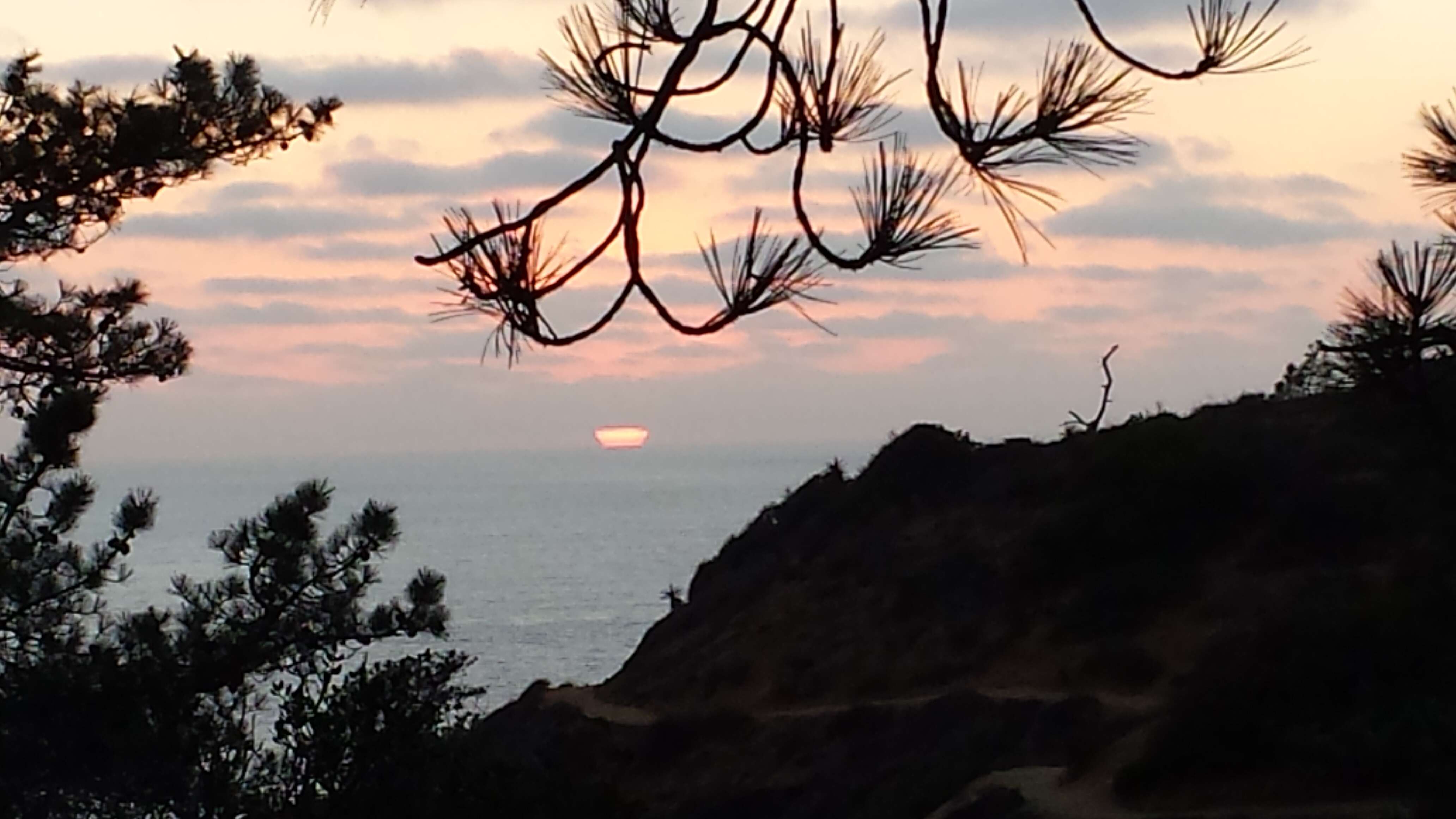 Image of Torrey pine