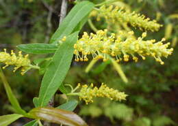 Image of coastal plain willow