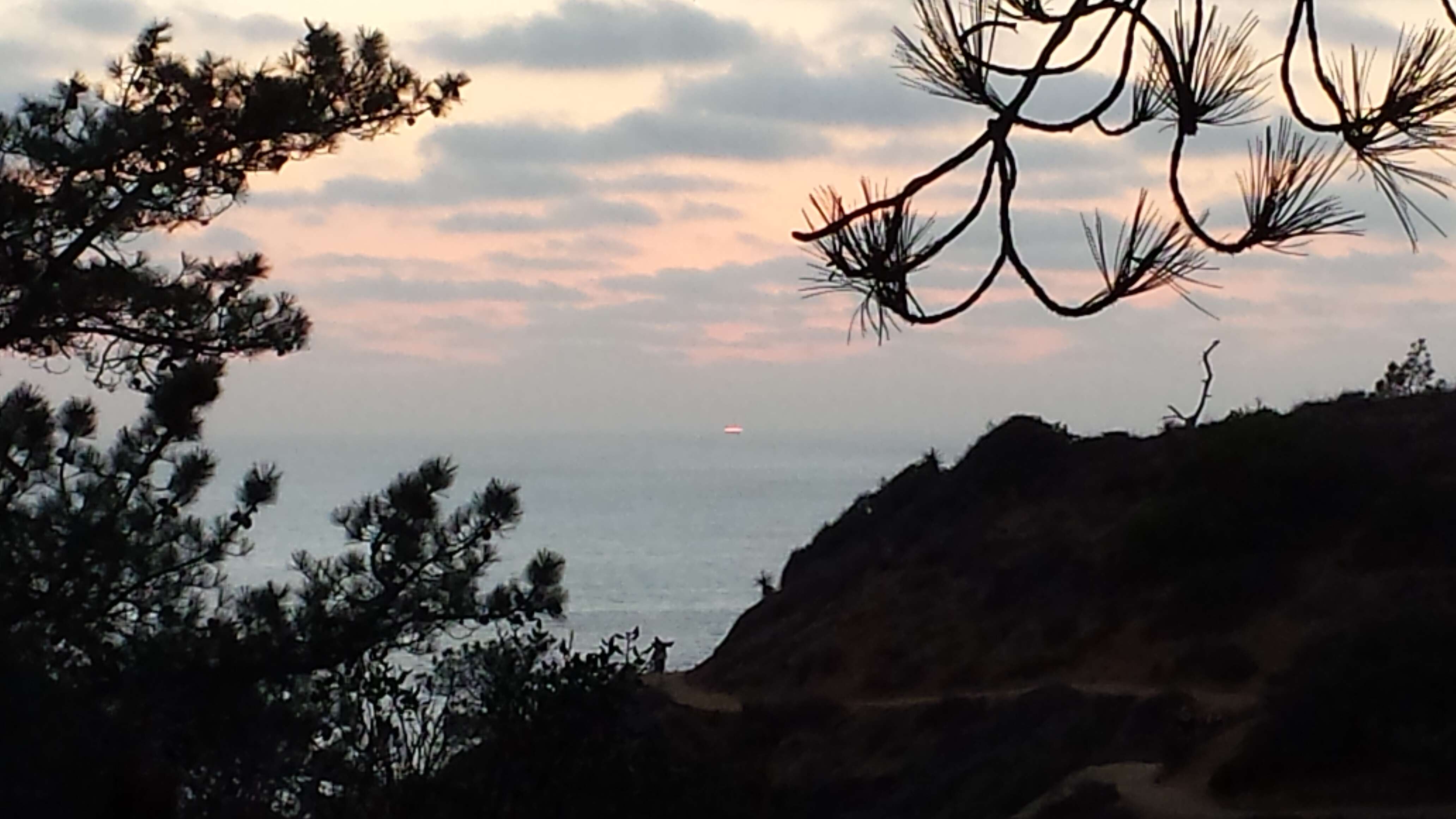 Image of Torrey pine