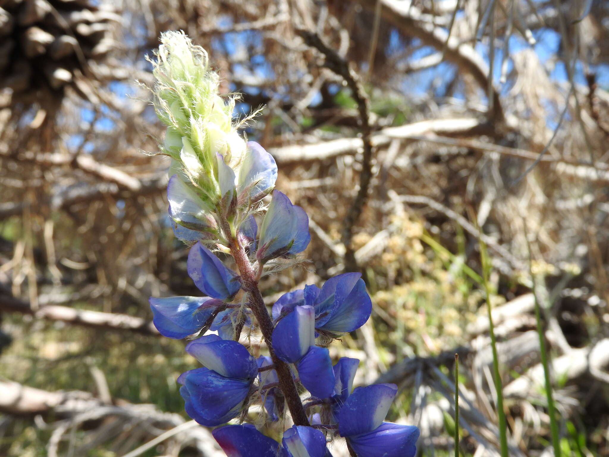 Image of spider lupine