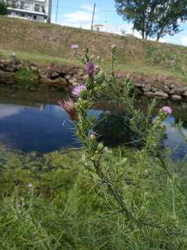 Image of Cirsium creticum (Lam.) D' Urv.