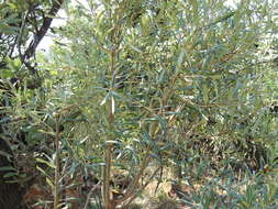 Image of Ozoroa paniculosa var. salicina (Sond.) R. & A. Fernandes