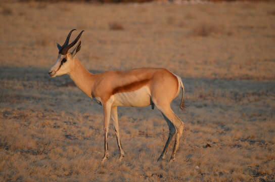 Image of Springbok