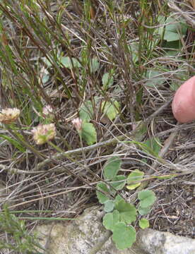 Image of Hermas capitata L. fil.