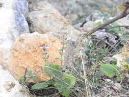 Image de Scutellaria rupestris Boiss. & Heldr.