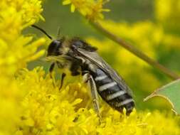 Imagem de Colletes simulans armatus Patton 1879