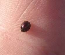 Image of heather ladybird