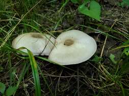 Image of Agaricus leptocaulis Kerrigan 2016