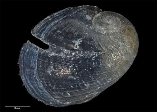 Image of Incisura rosea (Hedley 1904)