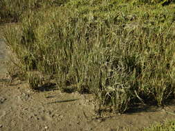 Image of small cordgrass