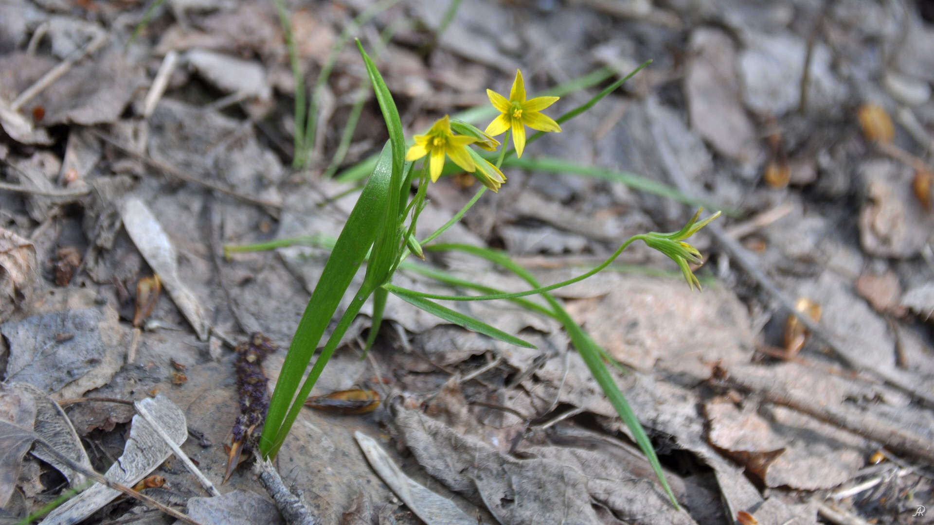 Image of Gagea granulosa Turcz.