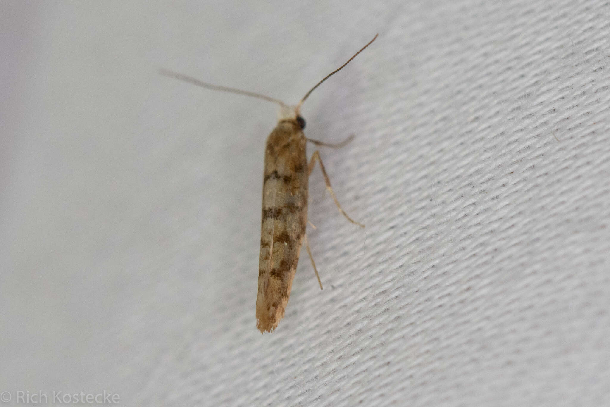 Image of Argyresthia alternatella Kearfott 1908