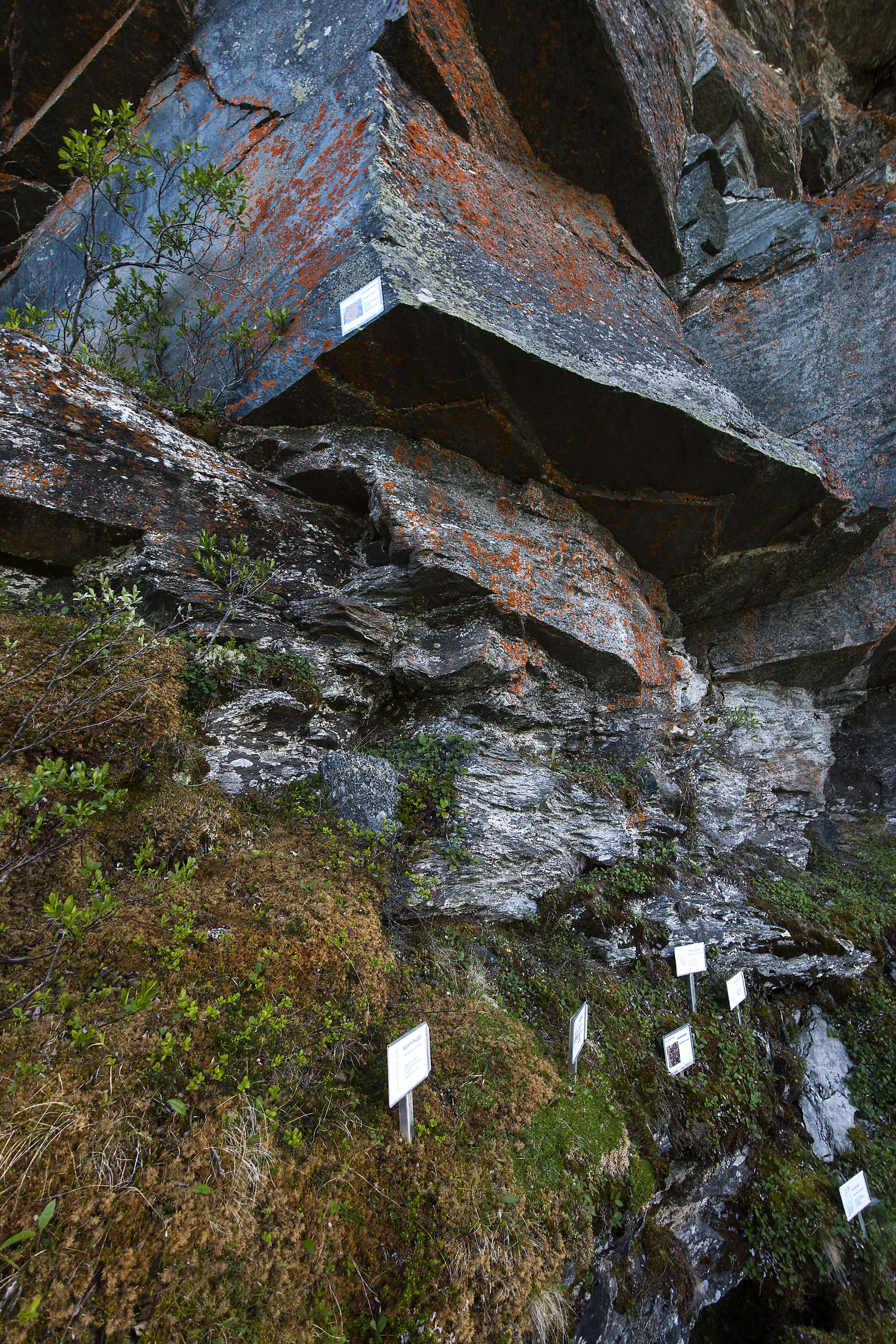 Image of elegant orange wall lichen