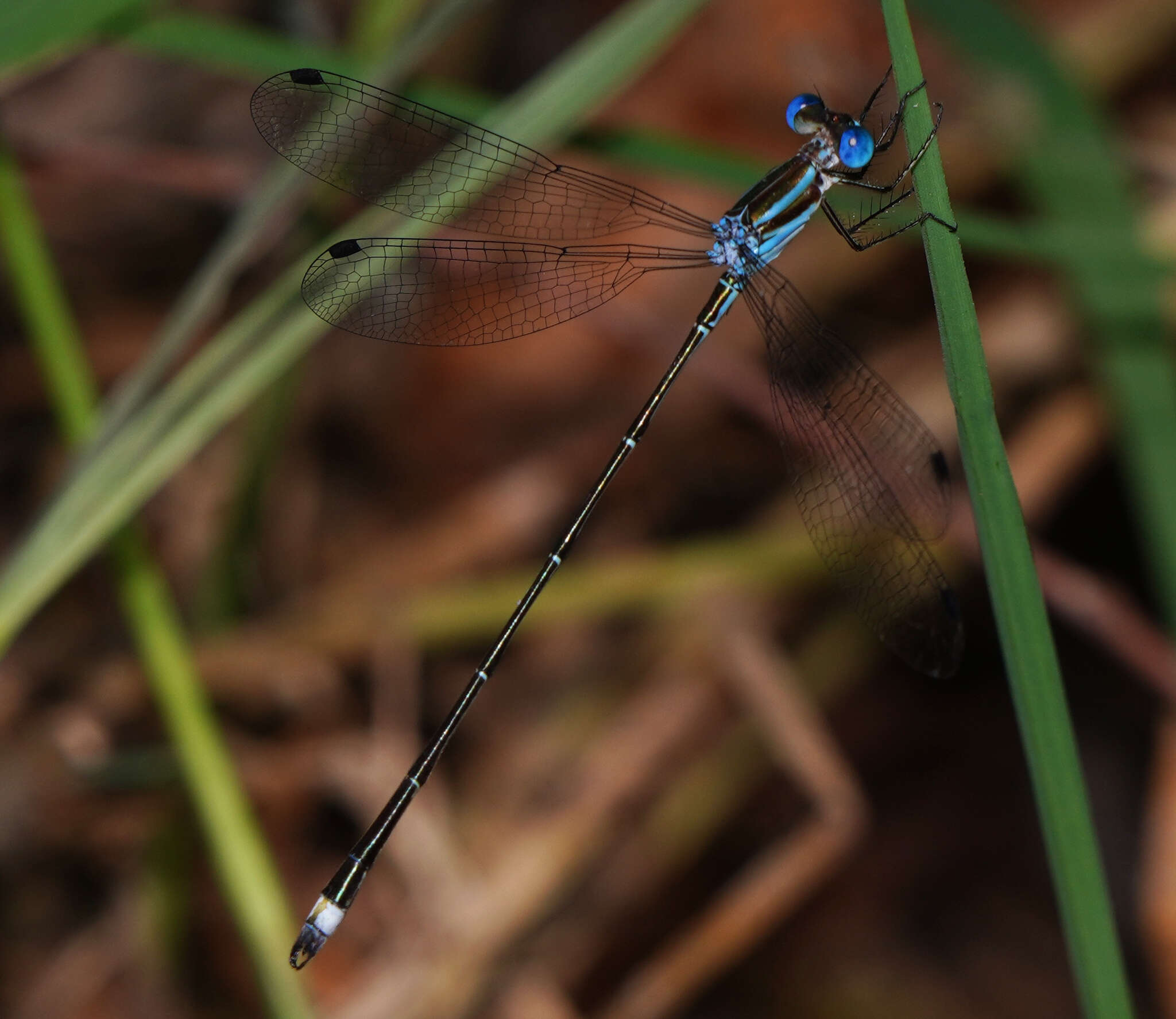 Слика од Lestes tenuatus Rambur 1842