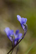 Image of Common butterwort