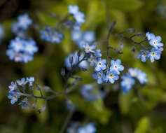 Image de Myosotis decumbens Host