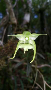 Image of Aeranthes strangulata Frapp. ex Cordem.