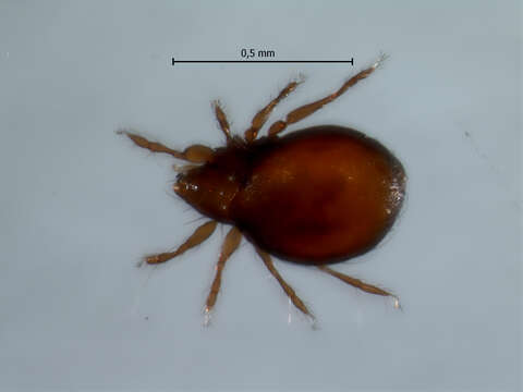 Image of oribatid mites