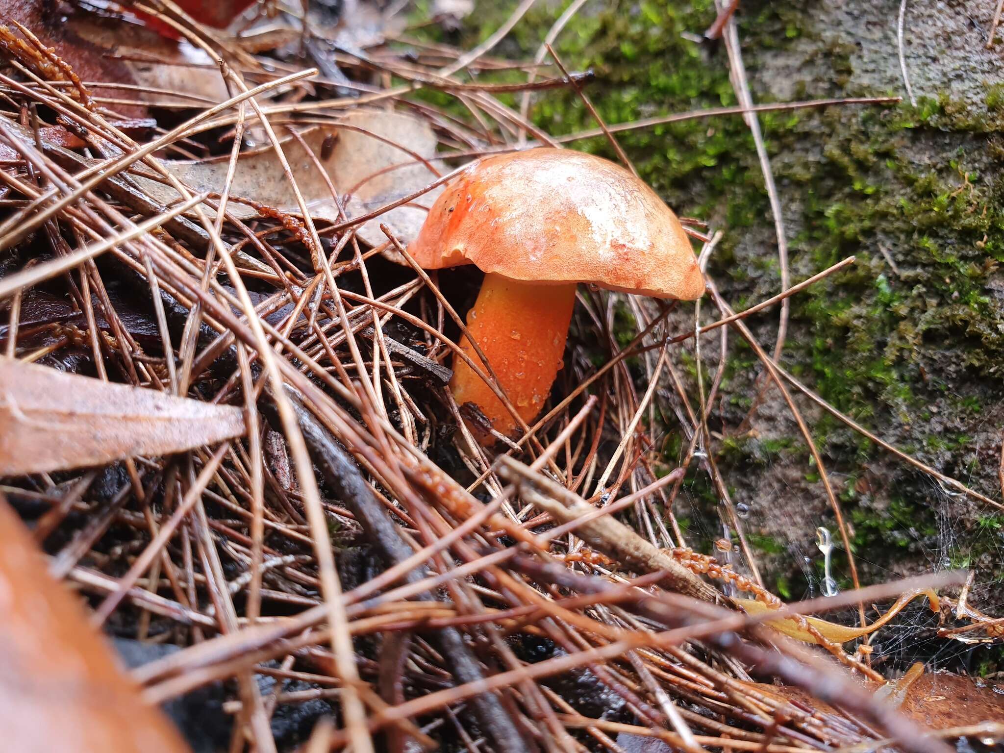 Imagem de Gyroporus ballouii (Peck) E. Horak 2011