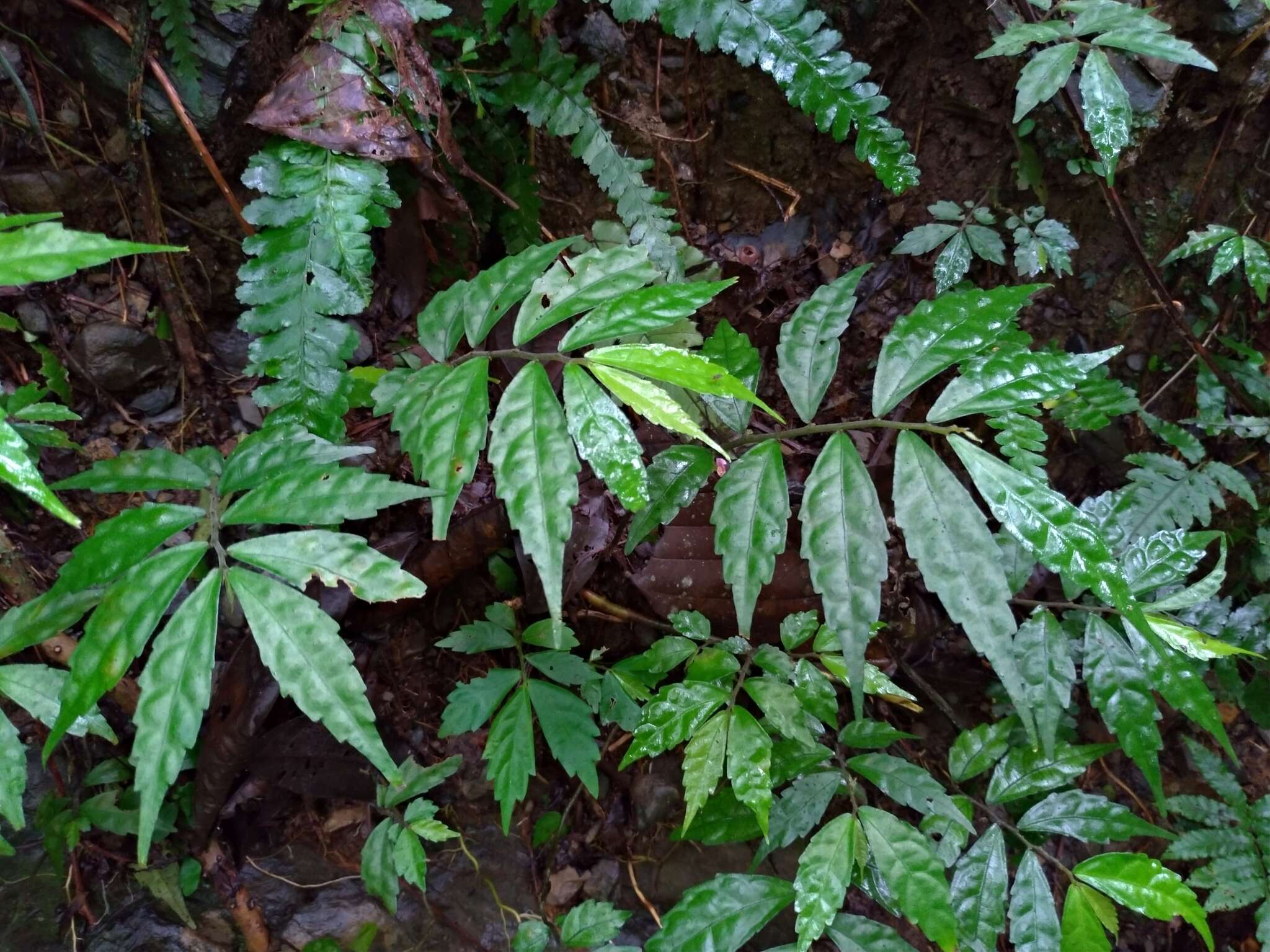 Image of Pellionia scabra Benth.