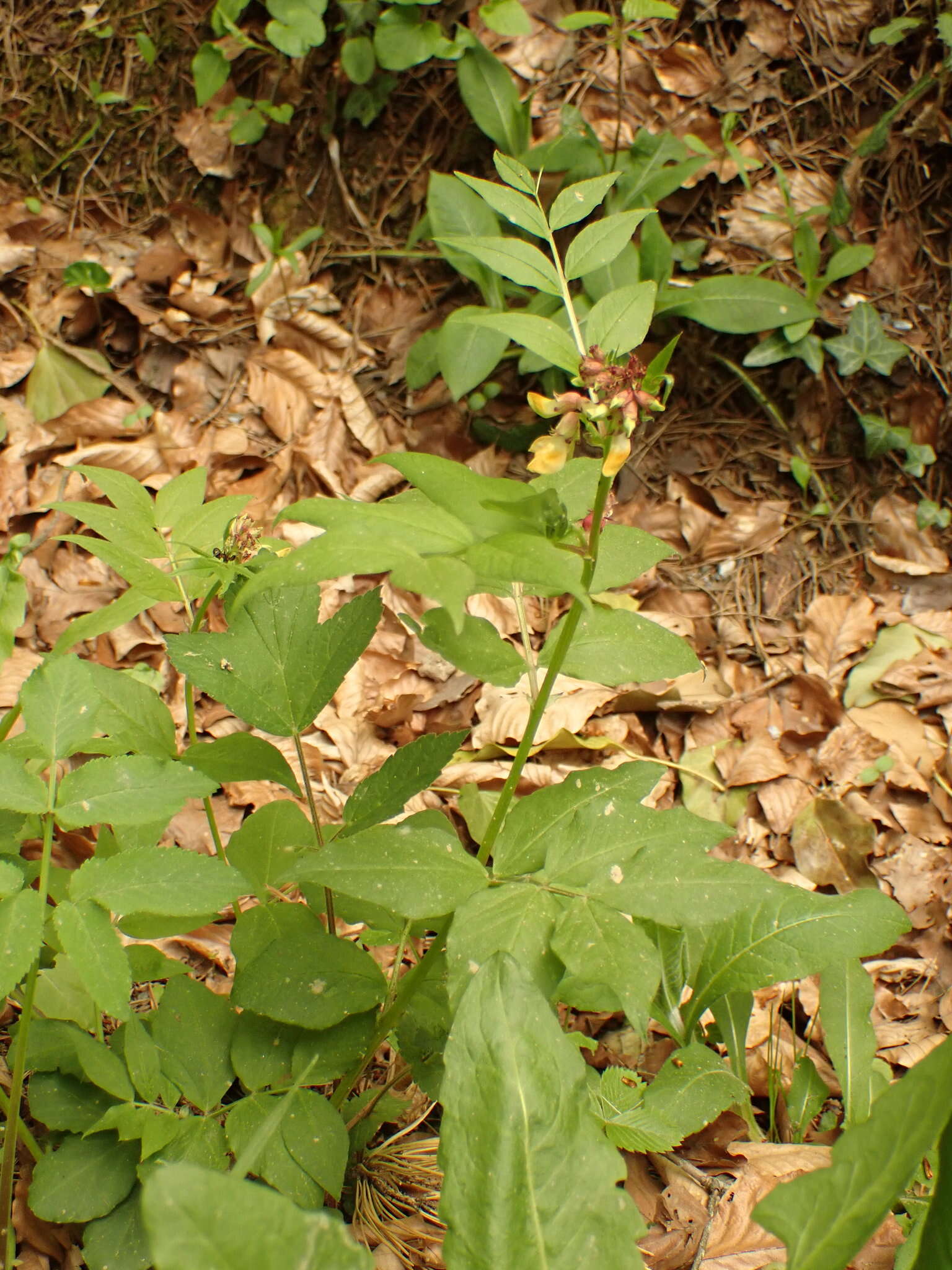 صورة Vicia oroboides Wulfen