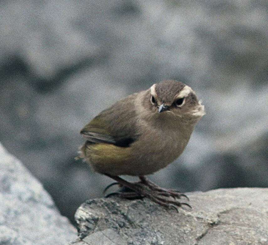 Image of New Zealand Wrens