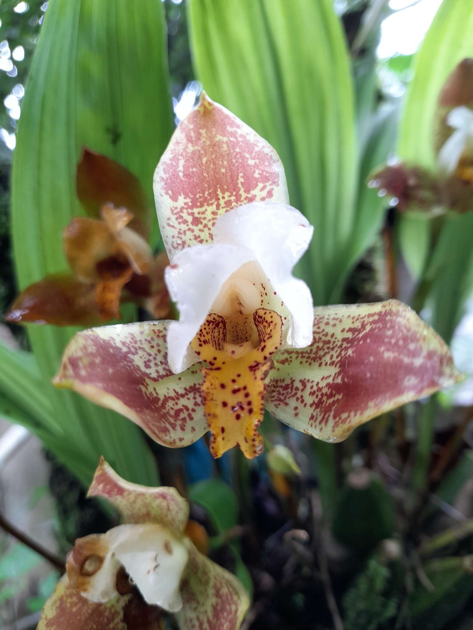 Plancia ëd Lycaste deppei (G. Lodd. ex Lindl.) Lindl.